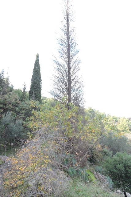The old Cyprus tree